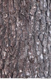 Tree Bark 0040